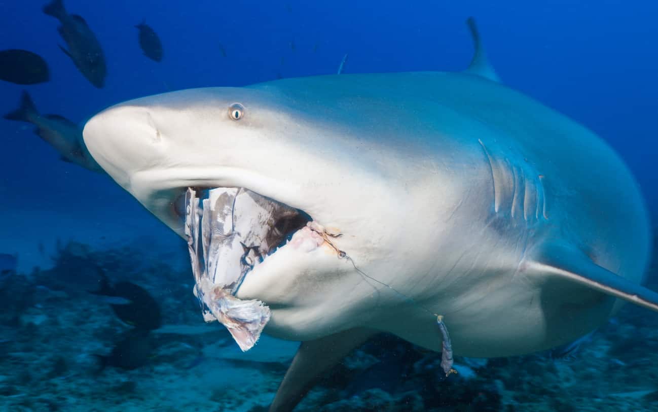 Gli squali più pericolosi del mondo.